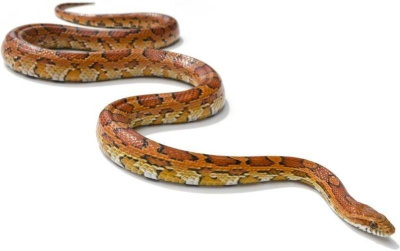 ПОЛОЗ МАИСОВЫЙ, S